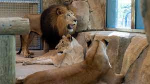 Potawatomi Zoo welcomes new pride of African lions