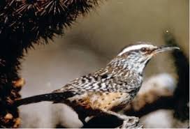 Glochids and spines, although some have one kind, but not the other. Cactus Wren Saguaro National Park U S National Park Service