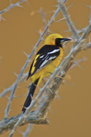 Yellow Bird With Crazy Hair Yellow Bird In Cabo Yellow Bird Black N Yellow Yellow Black