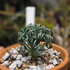 Image result for Trochomeria debilis