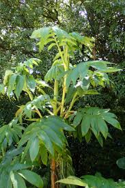 Image result for Hagenia abyssinica