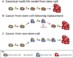 Possible Sources Of Tumor Cells Of Origin A The Canonical Multi Hit Download Scientific Diagram