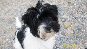 Beagle and yorkshire terrier mix. Ayla Shih Tzu Yorkshire Terrier Mischling Mix