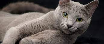 Die meisten menschen, die eine oder mehrere russisch blau katzen halten, haben diese vom züchter und begleiten diese somit ihr leben lang. Russisch Blau Aristokratische Hauskatze Mit Smaragdgrunen Augen