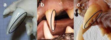 Cats use their teeth to kill their prey, and without teeth a feral cat could lose a significant source of food. A Tooth Wear Scoring Scheme For Age Estimation Of The Eurasian Lynx Lynx Lynx Under Field Conditions Springerlink