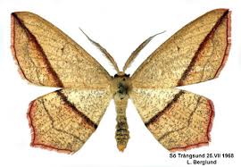 Image result for Timandra griseata