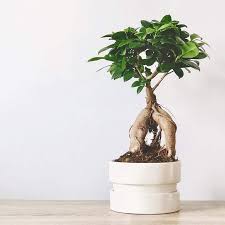 Image result for Grewia microcarpa