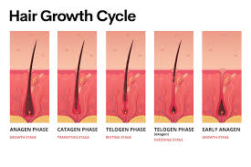 The growth of human hair occurs everywhere on the body except for the soles of the feet, the inside of the mouth, the lips, the backs of the ears, the palms of the hands, some external genital areas. How Long Does It Take For Hair To Grow Back