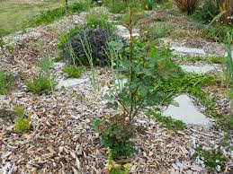 Even though these are miniature rose plants, they have large flowers, similar to hybrid teas, that bloom continuously in the summer. Mini Roses Marketed As Kordana Rose Plants Forum At Permies