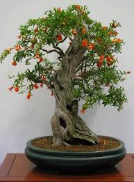 Bonsai fruit tree bonsai plants bonsai garden fruit trees succulents garden bonsai orange tree cactus plants bougainvillea bonsai air plants. 22 Best Trees For Bonsai Best Bonsai Plants Balcony Garden Web