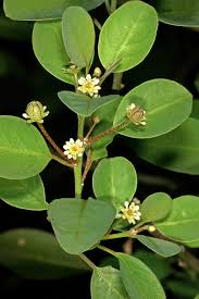 Image result for Clutia