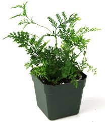 Image result for Dewildemania filifolia