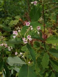 Image result for Vincetoxicum stenolobum