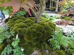 Japanese Artisan Garden Winner Rhs Chelsea Flower Show 2014 Japanese Garden Chelsea Flower Show Japanese Plants
