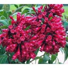 Image result for Cestrum elegans