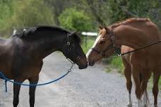 Horseback Riding Summer Camp — Wesley Clover Parks