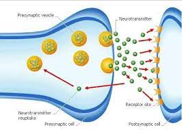 Males and immature spiders can't bite people or pets. What Really Happens When You Get Bitten By A Black Widow Steemit