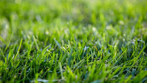 Medium to heavy duty grass, scrub and suckling or light trees. Tool Hire Nottingham National Tool Hire Shops