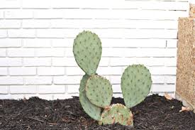 Place them on the ground and water. Planting Outdoor Cacti In Tennessee A Beautiful Mess