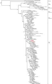 Image result for Thesium goetzeanum