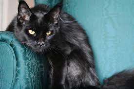 All black, 5 weeks old, serious inquiries only. Maine Coon Solid Black Kittens And Cats For Sale Home Facebook