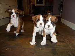 Puppies Boxer Sale Hong Kong Boxer Pup Buy Puppy Boxer Breeders Boxer Dogs Breed Boxer Dogs For Adoption