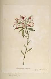 Image result for Alstroemeria pulchella