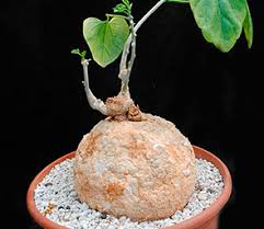 Image result for Pyrenacantha sp. A