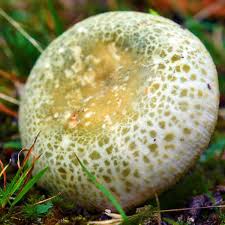 Image result for Russula polyphylla