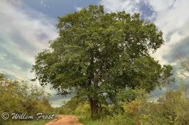 Image result for Diospyros mespiliformis