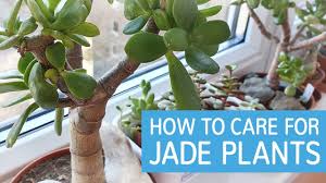 Oriental tea tree indoor bonsai carmona microphylla bonsai. How To Care For Jade Plants Caring For Crassula Ovata Youtube