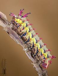 Black And Red Caterpillar Maine The Caterpillar Of A Saturniidae Moth Google Search In 2020 Moth Caterpillar Weird Animals Large Moth