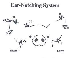 Ear Notching For Identification Pig Forum The Forum For