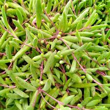 Image result for Senecio sp.no.1