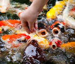 Your Koi Tattoo What You Need To Know Koi Story