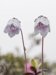 Image result for Sida ovata