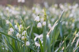 Free for commercial use no attribution required high quality images. Beyond Tulips 12 Extraordinary Spring Flowering Bulbs To Plant In Fall