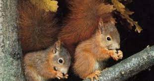A Quieter Storm Cute Squirrel Cute Animals Baby Animals