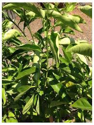 Tomato plant leaves curl inward cromalinsupport. Leaves Curling Up On Orange Trees