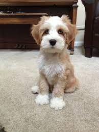 Must be picked up due to airline shipping restrictions. My Cousins Tibetan Terrier With Blue Eyes Terrier Puppies Yorkshire Terrier Puppies Tibetan Terrier
