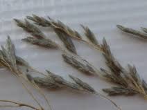 Image result for Eragrostis echinochloidea