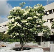 Found mostly in the southern states, this tree needs hot summers to flourish where it will reach heights of 15 to 25 feet. Top Tree Species For Calgary Chinook Landscaping Calgary