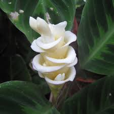 Prayer Plant Ice Cream Flower Seeds Calathea Warscewiczii Calathea Flower Seeds Plants