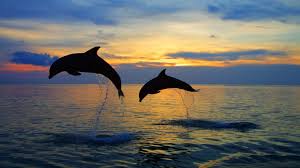 The best place to get free ringtones, wallpapers, videos and games on your mobile phone. Dolphin Beach Wallpapers Top Free Dolphin Beach Backgrounds Wallpaperaccess