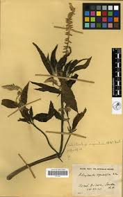 Image result for Centrostachys