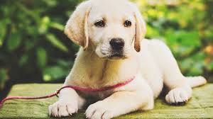 Nicht selten kommt es vor, dass der hundehalter den zahnwechsel gar nicht bemerkt. Wann Verliert Ein Labrador Seine Milchzahne Labrador Ich