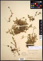 Image result for Cerastium octandrum
