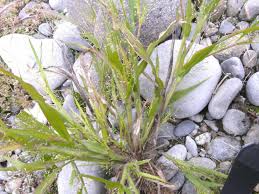Image result for Panicum pilgeri