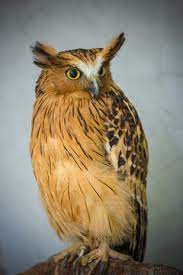 Info lebih lanjut hubungi account kami. Burung Hantu Celepuk Malay Owl In Kuala Lumpur Kl Bird Park Malaysia Stock Photo Adobe Stock