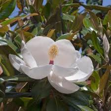 Image result for Pupalia grandiflora